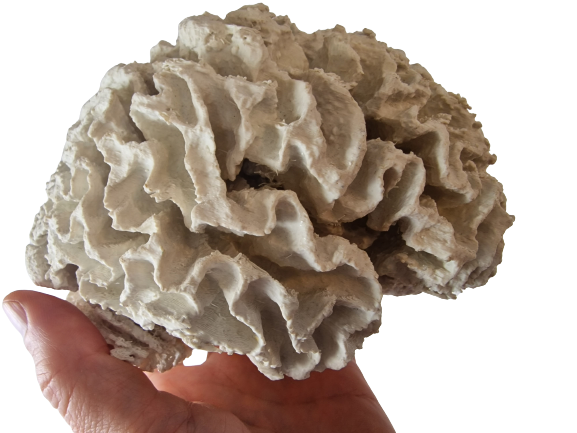 3D print of brain of Alar Kolk